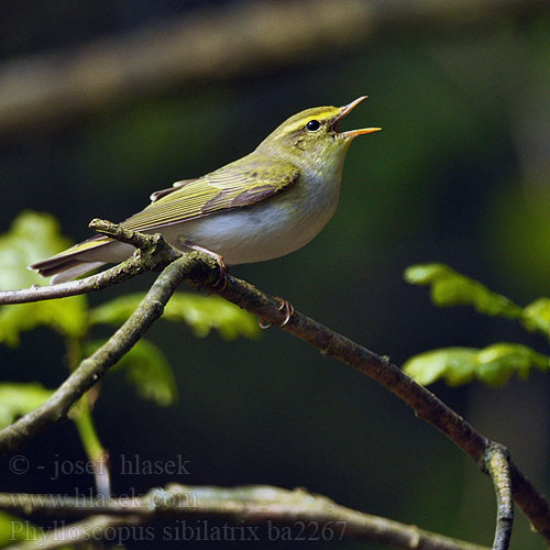 Phylloscopus sibilatrix bc2267