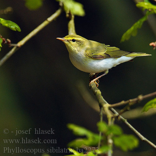 Phylloscopus sibilatrix bc2273