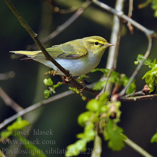 Phylloscopus sibilatrix bc2281