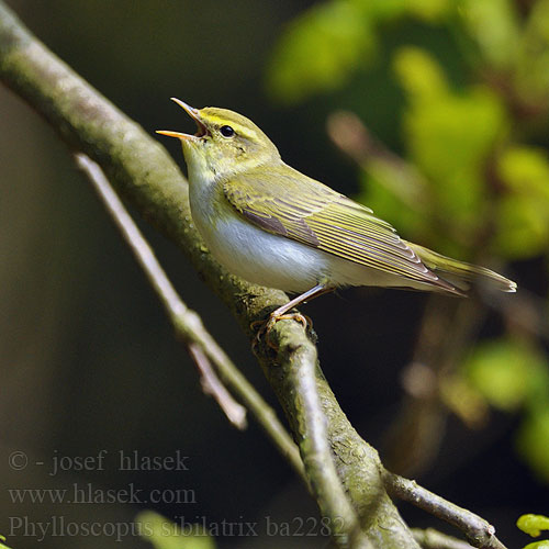 Wood Warbler Waldlaubsänger Pouillot siffleur Mosquitero