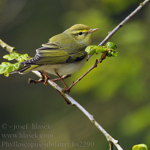 Waldlaubsänger Pouillot siffleur Mosquitero Silbador