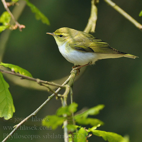 Pouillot siffleur Mosquitero Silbador Budníček lesní