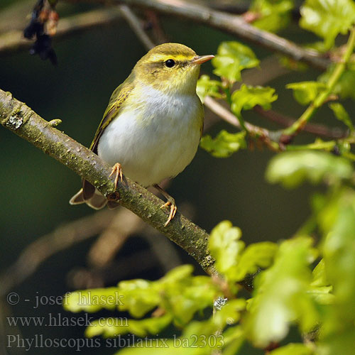 Mosquitero Silbador Budníček lesní Skovsanger