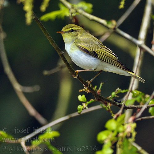 Phylloscopus sibilatrix bc2316