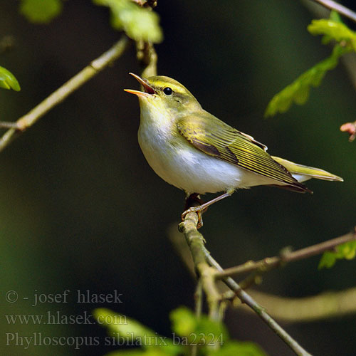 Phylloscopus sibilatrix bc2324