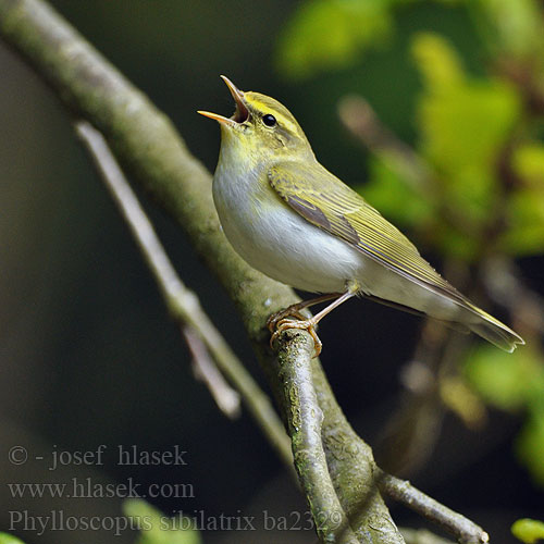 Phylloscopus sibilatrix bc2329