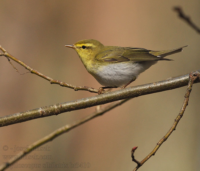 Phylloscopus sibilatrix Wood Warbler Waldlaubsänger