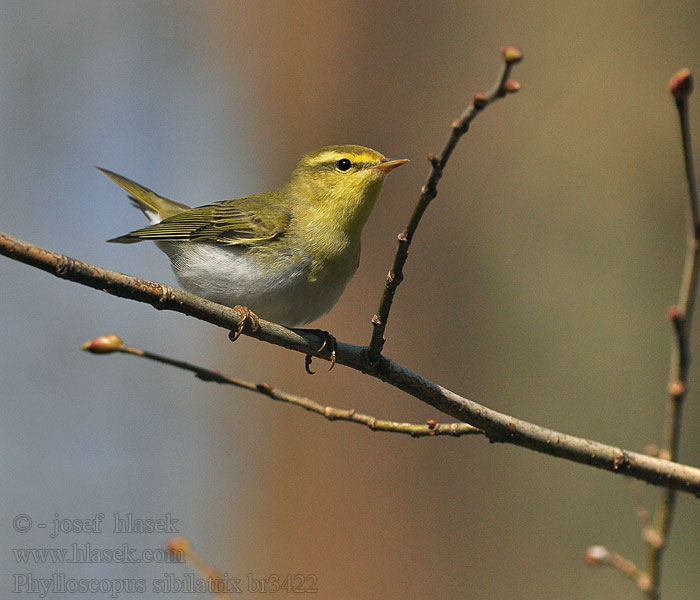 Phylloscopus sibilatrix Pouillot siffleur Mosquitero Silbador