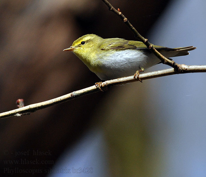 Phylloscopus sibilatrix Budníček lesní Skovsanger Fluiter