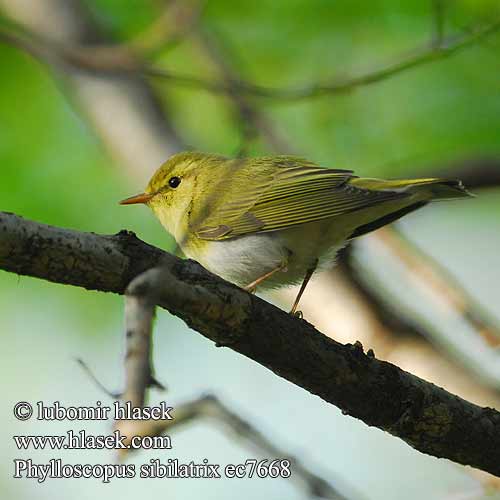 Phylloscopus sibilatrix ec7668