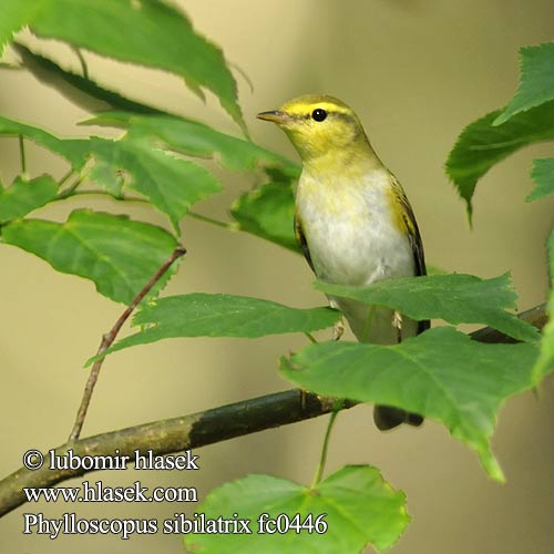 Phylloscopus sibilatrix fc0446