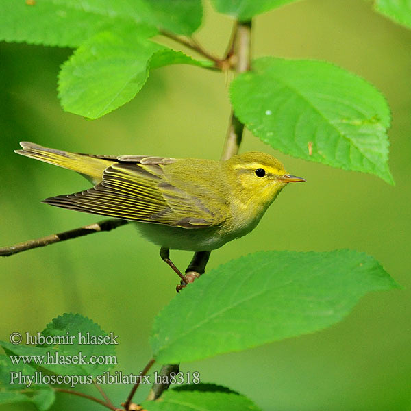 Phylloscopus sibilatrix ha8318