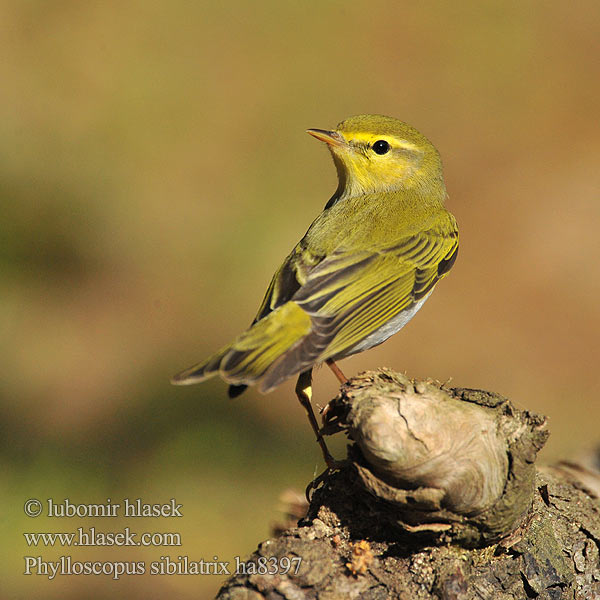 Phylloscopus sibilatrix ha8397