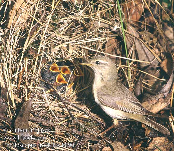 Phylloscopus trochilus 8890