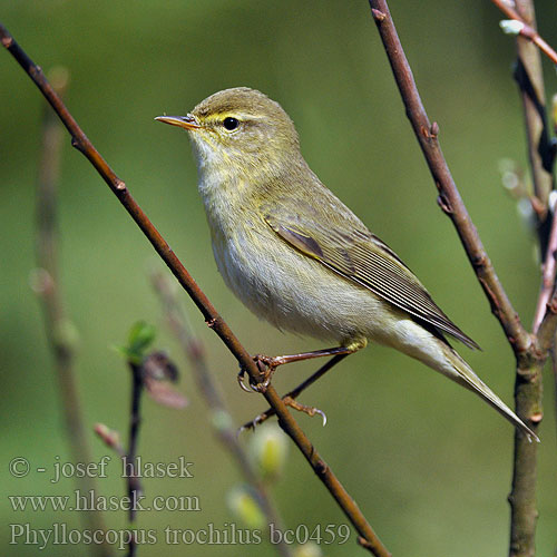 Ankstyvoji pečialinda Vītītis Fitisz füzike Piecuszek Pitulicea fluerătoare Kolibkárik spevavý Severni kovaček Phylloscopus trochilus Willow Warbler Fitis Pouillot fitis Mosquitero Musical Budníček větší Løvsanger Fitis Pajulintu Luì grosso Løvsanger Lövsångare Весничка キタヤナギムシクイ ذعرة الصفصاف Θαμνοφυλλοσκόπος Felosa-musical Весняний вівчарик Hofsanger Söğütbülbülü Брезовият певец Brezov zviždak Salu-lehelind