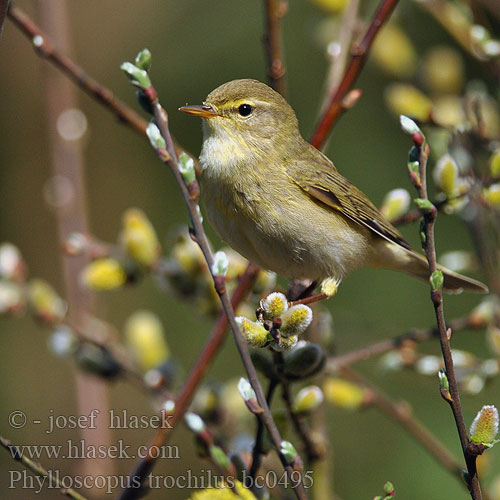 Pitulicea fluerătoare Kolibkárik spevavý Severni kovaček Phylloscopus trochilus Willow Warbler Fitis Pouillot fitis Mosquitero Musical Budníček větší Løvsanger Fitis Pajulintu Luì grosso Løvsanger Lövsångare Весничка キタヤナギムシクイ ذعرة الصفصاف Θαμνοφυλλοσκόπος Felosa-musical Весняний вівчарик Hofsanger Söğütbülbülü Брезовият певец Brezov zviždak Salu-lehelind Ankstyvoji pečialinda Vītītis Fitisz füzike Piecuszek