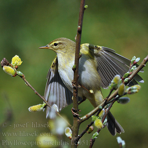 Phylloscopus trochilus Willow Warbler Fitis Pouillot fitis Mosquitero Musical Budníček větší Løvsanger Fitis Pajulintu Luì grosso Løvsanger Lövsångare Весничка キタヤナギムシクイ ذعرة الصفصاف Θαμνοφυλλοσκόπος Felosa-musical Весняний вівчарик Hofsanger Söğütbülbülü Брезовият певец Brezov zviždak Salu-lehelind Ankstyvoji pečialinda Vītītis Fitisz füzike Piecuszek Pitulicea fluerătoare Kolibkárik spevavý Severni kovaček