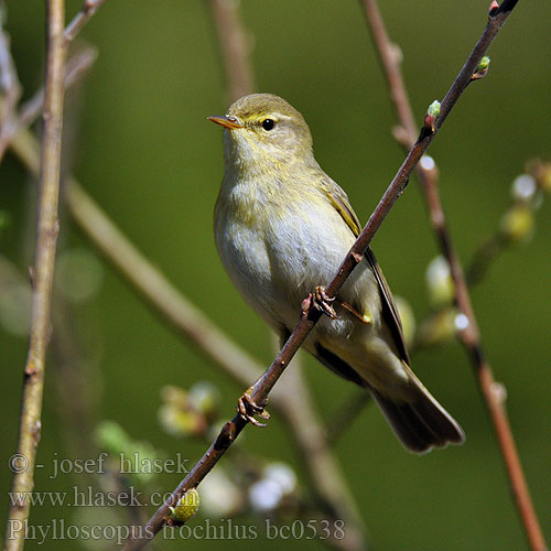 Willow Warbler Fitis Pouillot fitis Mosquitero Musical Budníček větší Løvsanger Fitis Pajulintu Luì grosso Løvsanger Lövsångare Весничка キタヤナギムシクイ ذعرة الصفصاف Θαμνοφυλλοσκόπος Felosa-musical Весняний вівчарик Hofsanger Söğütbülbülü Брезовият певец Brezov zviždak Salu-lehelind Ankstyvoji pečialinda Vītītis Fitisz füzike Piecuszek Pitulicea fluerătoare Kolibkárik spevavý Severni kovaček Phylloscopus trochilus