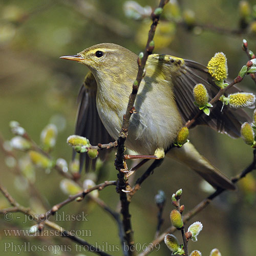 Fitis Pouillot fitis Mosquitero Musical Budníček větší Løvsanger Fitis Pajulintu Luì grosso Løvsanger Lövsångare Весничка キタヤナギムシクイ ذعرة الصفصاف Θαμνοφυλλοσκόπος Felosa-musical Весняний вівчарик Hofsanger Söğütbülbülü Брезовият певец Brezov zviždak Salu-lehelind Ankstyvoji pečialinda Vītītis Fitisz füzike Piecuszek Pitulicea fluerătoare Kolibkárik spevavý Severni kovaček Phylloscopus trochilus Willow Warbler