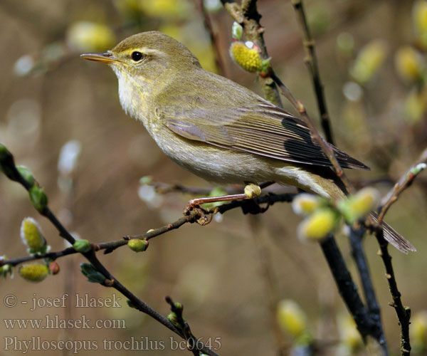 Pouillot fitis Mosquitero Musical Budníček větší Løvsanger Fitis Pajulintu Luì grosso Løvsanger Lövsångare Весничка キタヤナギムシクイ ذعرة الصفصاف Θαμνοφυλλοσκόπος Felosa-musical Весняний вівчарик Hofsanger Söğütbülbülü Брезовият певец Brezov zviždak Salu-lehelind Ankstyvoji pečialinda Vītītis Fitisz füzike Piecuszek Pitulicea fluerătoare Kolibkárik spevavý Severni kovaček Phylloscopus trochilus Willow Warbler Fitis