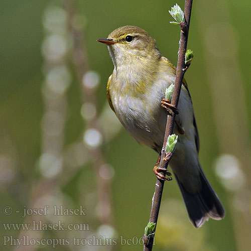 Mosquitero Musical Budníček větší Løvsanger Fitis Pajulintu Luì grosso Løvsanger Lövsångare Весничка キタヤナギムシクイ ذعرة الصفصاف Θαμνοφυλλοσκόπος Felosa-musical Весняний вівчарик Hofsanger Söğütbülbülü Брезовият певец Brezov zviždak Salu-lehelind Ankstyvoji pečialinda Vītītis Fitisz füzike Piecuszek Pitulicea fluerătoare Kolibkárik spevavý Severni kovaček Phylloscopus trochilus Willow Warbler Fitis Pouillot fitis