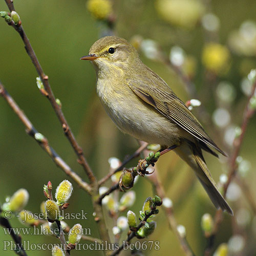 Phylloscopus trochilus bc0678