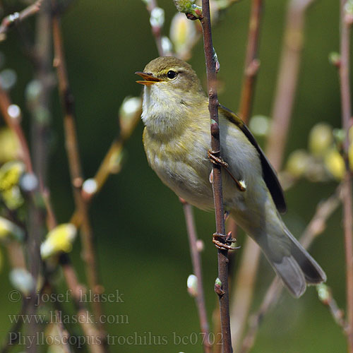 Phylloscopus trochilus bc0702