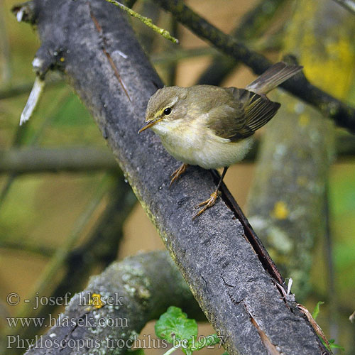 Phylloscopus trochilus bc1927