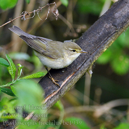 Phylloscopus trochilus bc1939