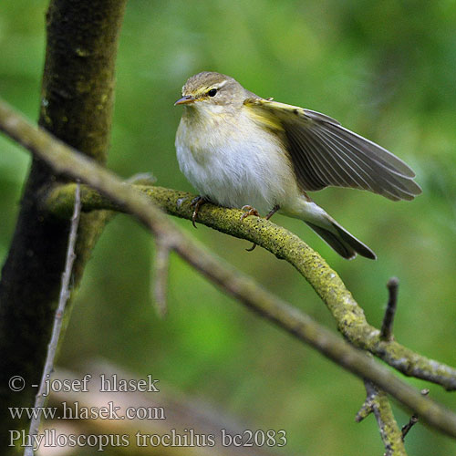 Phylloscopus trochilus bc2083