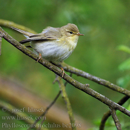 Phylloscopus trochilus bc2098