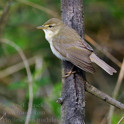 Phylloscopus trochilus bc2168