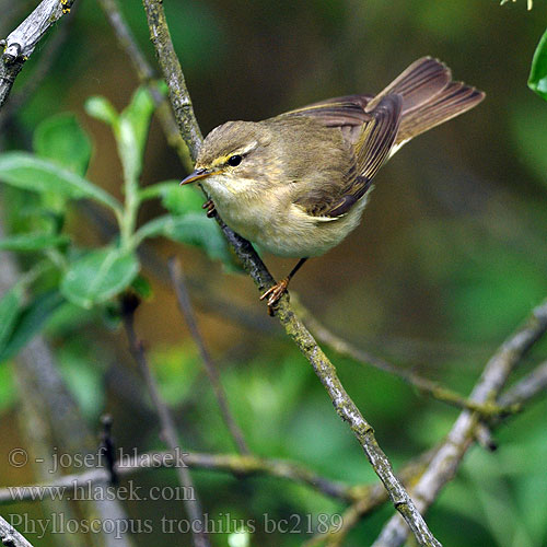 Phylloscopus trochilus bc2189