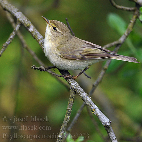 Phylloscopus trochilus bc2223