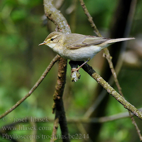 Phylloscopus trochilus bc2244