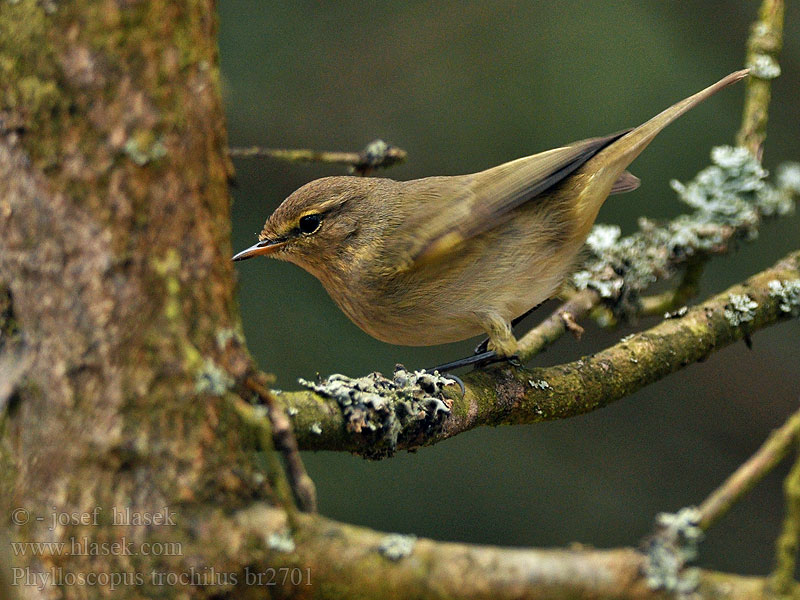 Phylloscopus trochilus Willow Warbler