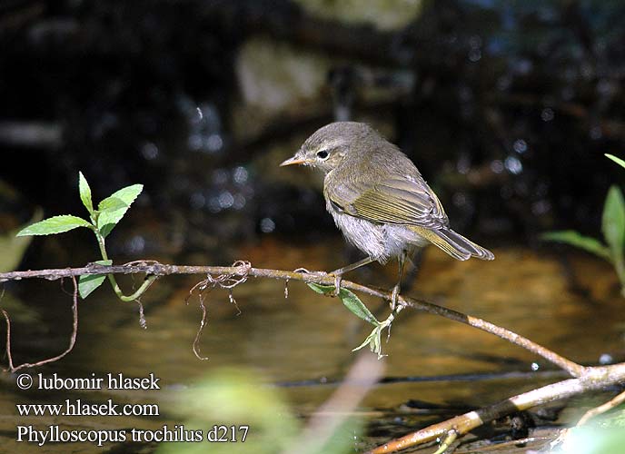 Phylloscopus trochilus d217