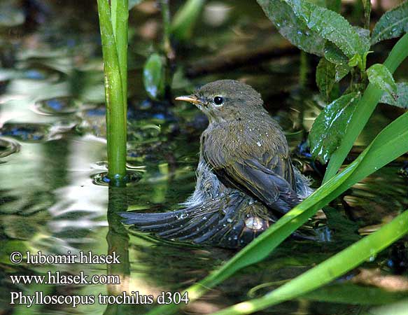 Phylloscopus trochilus d304