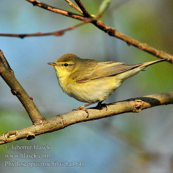 Phylloscopus trochilus ha3541