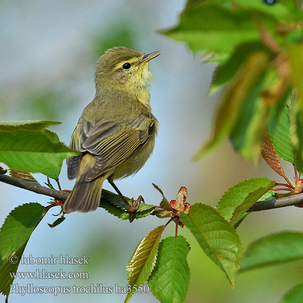 Salu-lehelind Ankstyvoji pečialinda Vītītis Fitisz füzike Piecuszek Pitulicea fluerătoare Kolibkárik spevavý Severni kovaček Phylloscopus trochilus Willow Warbler Fitis Pouillot fitis Mosquitero Musical Budníček větší Løvsanger Fitis Pajulintu Luì grosso Løvsanger Lövsångare Весничка キタヤナギムシクイ ذعرة الصفصاف Θαμνοφυλλοσκόπος Felosa-musical Весняний вівчарик Hofsanger Söğütbülbülü Брезовият певец Brezov zviždak