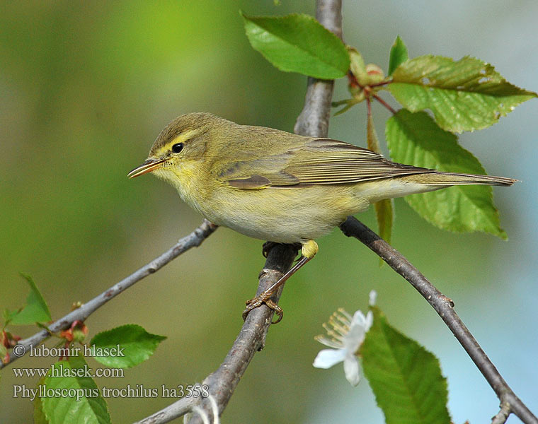 Fitisz füzike Piecuszek Pitulicea fluerătoare Kolibkárik spevavý Severni kovaček Phylloscopus trochilus Willow Warbler Fitis Pouillot fitis Mosquitero Musical Budníček větší Løvsanger Fitis Pajulintu Luì grosso Løvsanger Lövsångare Весничка キタヤナギムシクイ ذعرة الصفصاف Θαμνοφυλλοσκόπος Felosa-musical Весняний вівчарик Hofsanger Söğütbülbülü Брезовият певец Brezov zviždak Salu-lehelind Ankstyvoji pečialinda Vītītis