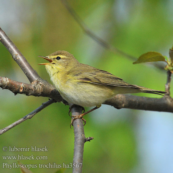 Piecuszek Pitulicea fluerătoare Kolibkárik spevavý Severni kovaček Phylloscopus trochilus Willow Warbler Fitis Pouillot fitis Mosquitero Musical Budníček větší Løvsanger Fitis Pajulintu Luì grosso Løvsanger Lövsångare Весничка キタヤナギムシクイ ذعرة الصفصاف Θαμνοφυλλοσκόπος Felosa-musical Весняний вівчарик Hofsanger Söğütbülbülü Брезовият певец Brezov zviždak Salu-lehelind Ankstyvoji pečialinda Vītītis Fitisz füzike