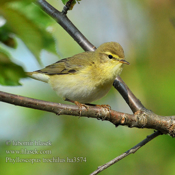 Phylloscopus trochilus ha3574