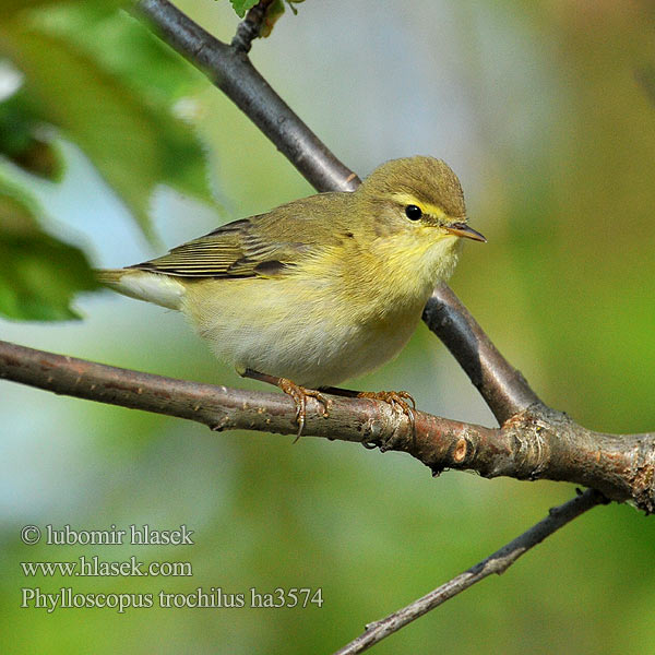 Pitulicea fluerătoare Kolibkárik spevavý Severni kovaček Phylloscopus trochilus Willow Warbler Fitis Pouillot fitis Mosquitero Musical Budníček větší Løvsanger Fitis Pajulintu Luì grosso Løvsanger Lövsångare Весничка キタヤナギムシクイ ذعرة الصفصاف Θαμνοφυλλοσκόπος Felosa-musical Весняний вівчарик Hofsanger Söğütbülbülü Брезовият певец Brezov zviždak Salu-lehelind Ankstyvoji pečialinda Vītītis Fitisz füzike Piecuszek