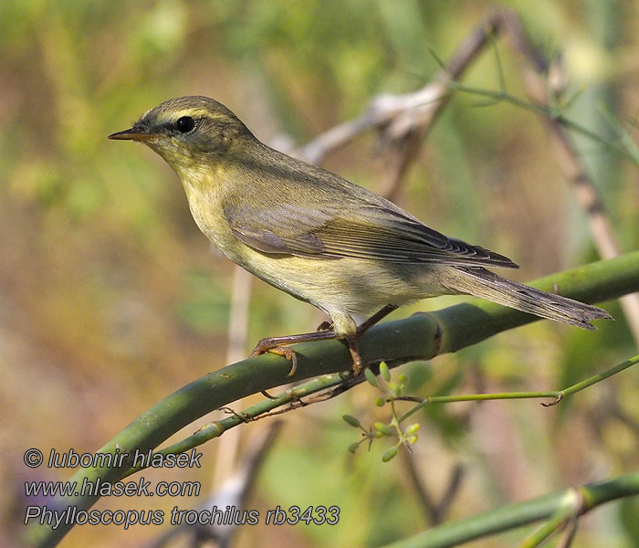 Phylloscopus trochilus