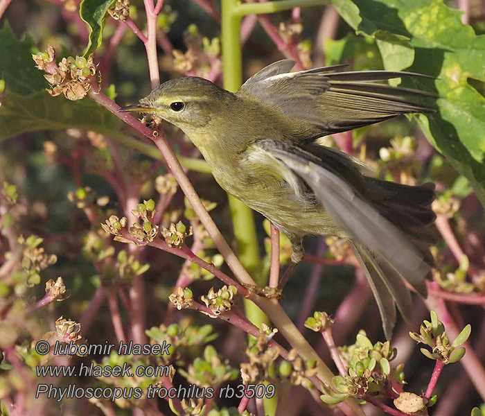 Phylloscopus trochilus