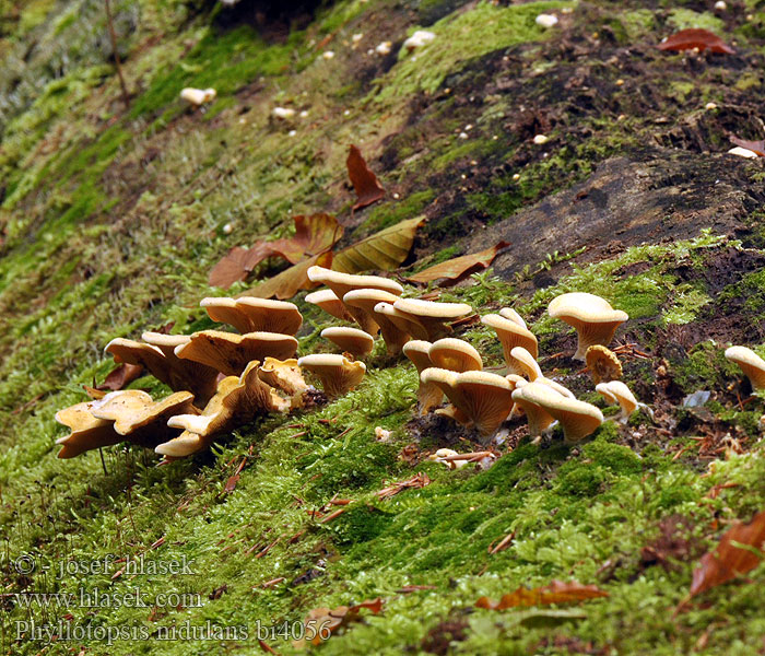 Hlíva hnízdovitá Orange oyster mushrooms Boczniaczek pomarańczowożółty