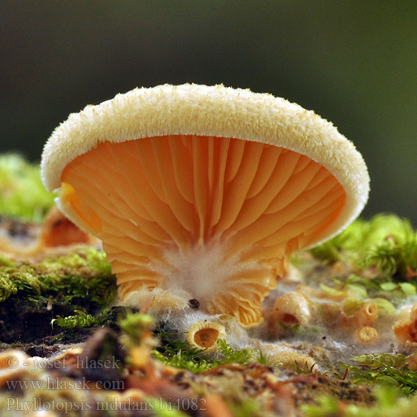 Okkerblad Keltavinokas Pleurote petit nid Oranje schijnoesterzwam