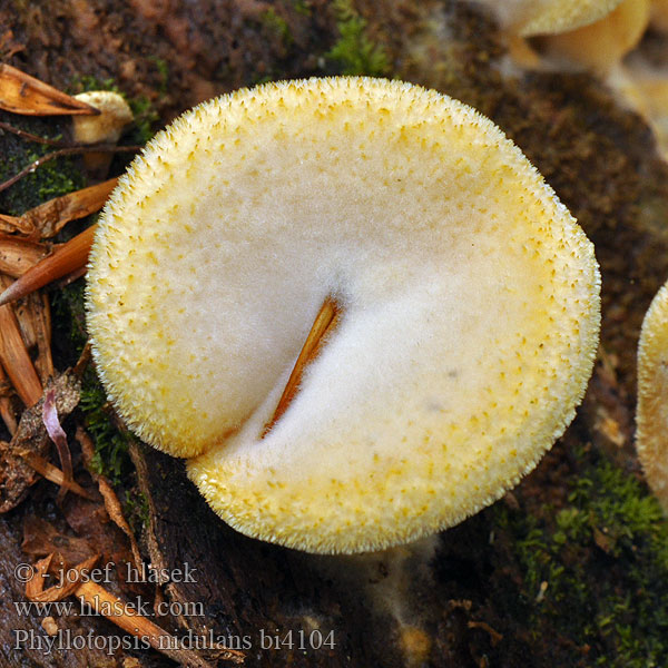 Stinkmussling Phyllotopsis nidulans