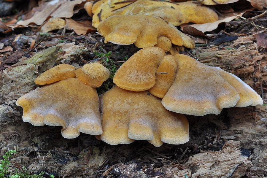 Hlíva hnízdovitá Orangeseitling Phyllotopsis nidulans